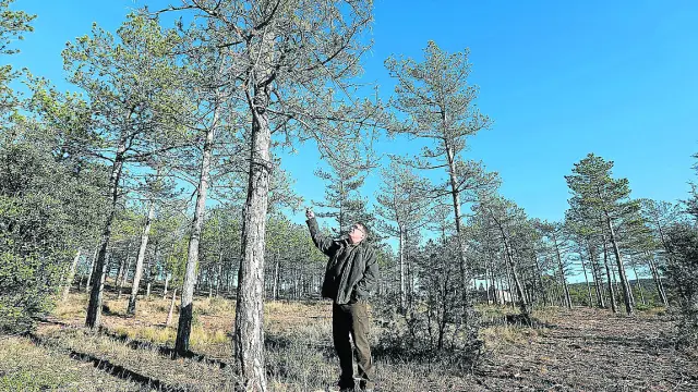 Nicolás Ferrer muestra los efectos de la sequía en un pinar del entorno de la capital turolense.