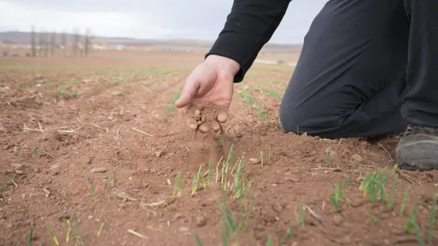 Cultivo de cereal afectado por la sequía en la provincia de Teruel.