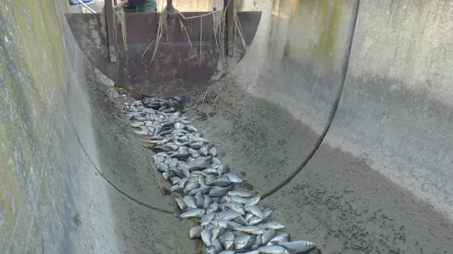 Peces muertos en un canal a la salida de la Estanca.