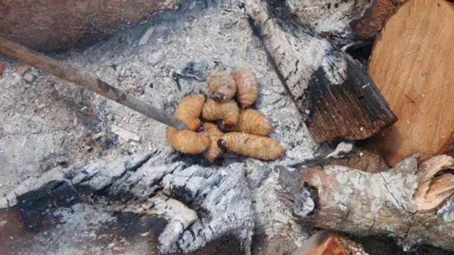 Algunas de las larvas consumidas por la comunidad guaraní
