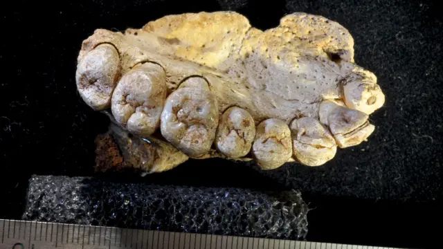 Fragmento de mandíbula humana de hace entre 174.000 y 194.000 años