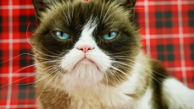 La gata con cara de enfadada saltó a la fama en 2012.