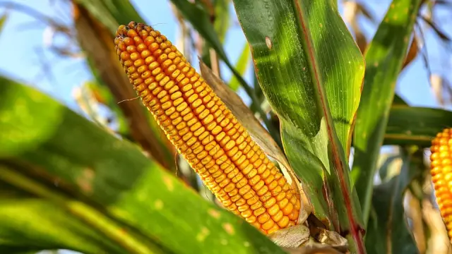 En la primera cosecha de maíz de 2017 se plantaron en Aragón 28.112 hectáreas genéticamente modificadas.