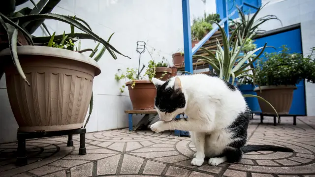 Un gato doméstico en una foto de archivo en un domicilio de Zaragoza