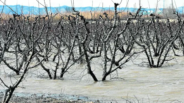 Una parcela de árboles frutales en la ribera baja del Ebro inundada en la riada de enero de 2013.