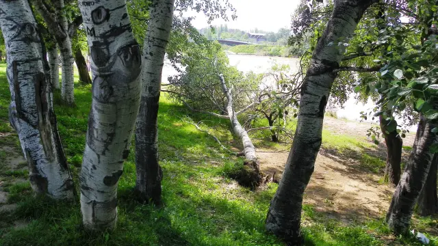 Árbol caído en la margen izquierda dle Ebro desde la riada de 2015.