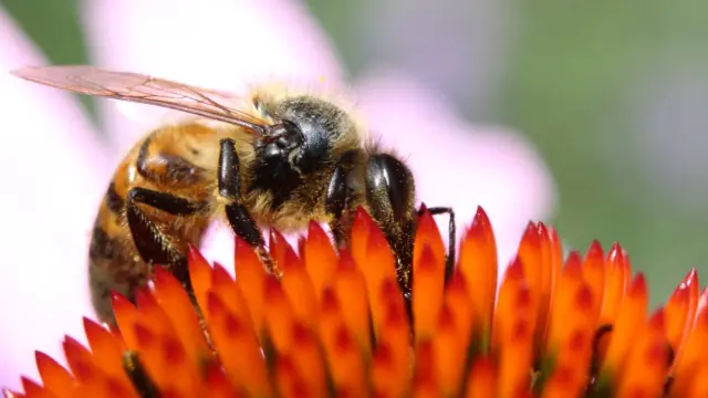 Algunas sustancias antivirales las fabrican las abejas.