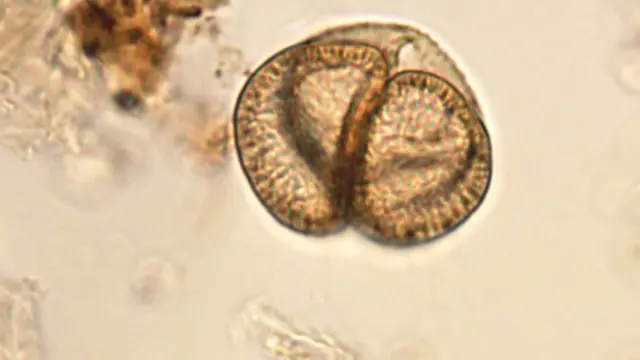 Grano de polen de pino aumentado al microscopio petrográfico