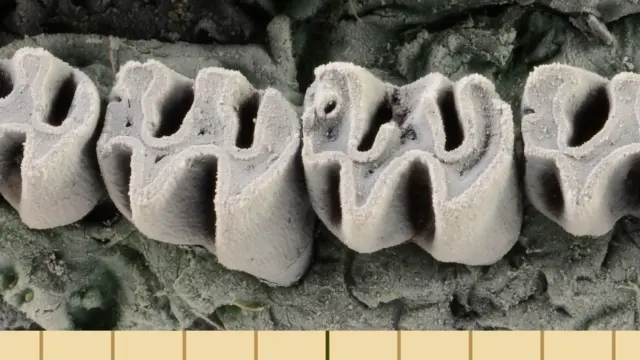 Los pequeños dientes de uno de los fósiles.