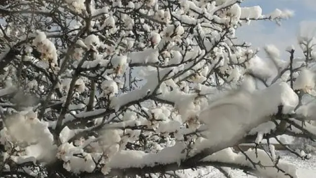 Almendro en flor nevado en Paniza.