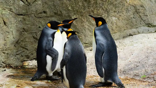 Las parejas de pingüinos rey solo se reproducen y crían a su descendencia en islas del Océano Antártico.