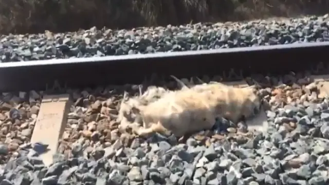 Imagen de un perro muerto sobre la vía.