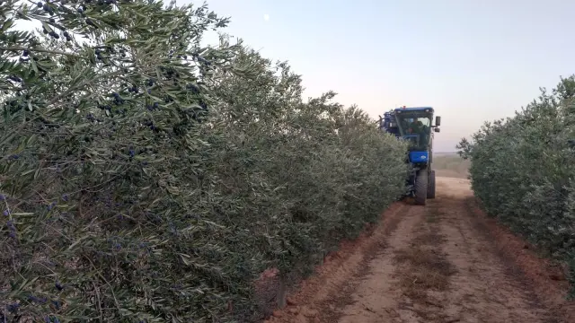 Un agricultor realiza labores de recogida de olivas en una explotación de Belchite (Zaragoza)