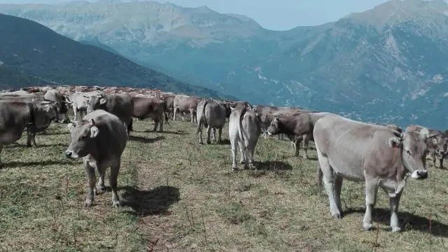 Las vacas del monte de Estós, uno de los beneficiarios del proyecto, ya se vigilan con drones.