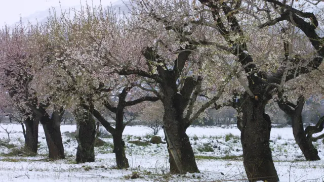 Almendros aragoneses rodeados de nieve.