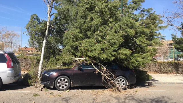 Árbol caído sobre un vehículo en Miralbueno