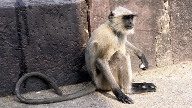 El mono huyó con el bebé y este apareció muerto en un pozo en el estado de Orissa.