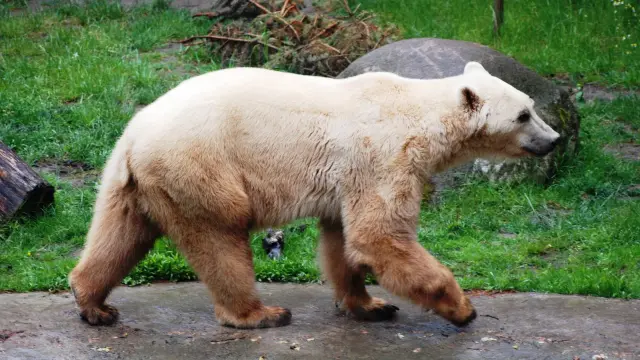 El grolar es el fruto del cruce entre un oso pardo y un oso polar.