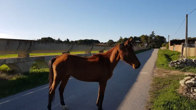El caballo estaba en el medio de la carretera.