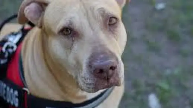 Los perros de raza pit bull están considerados como potencialmente peligrosos.