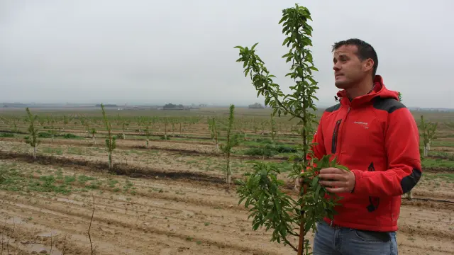 El gerente de la finca, Hugo Oliván, observando la evolución de los almendros plantados en el monte de Frula (Huesca).