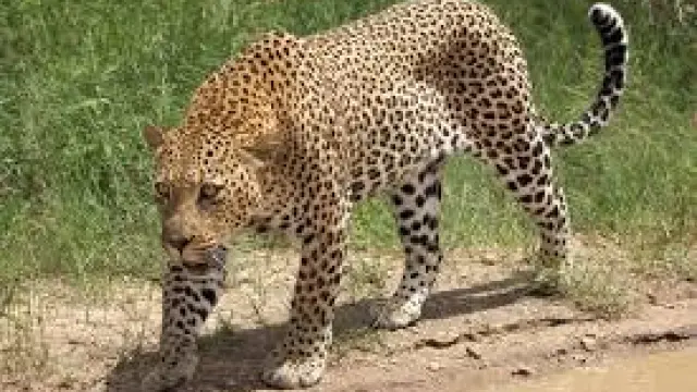 El leopardo capturó al menor en la cocina de su casa y huyó con él.