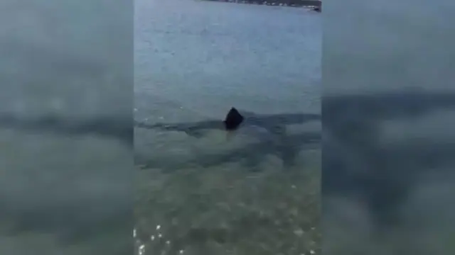Un tiburón alarma a los visitantes de una playa de Fuengirola