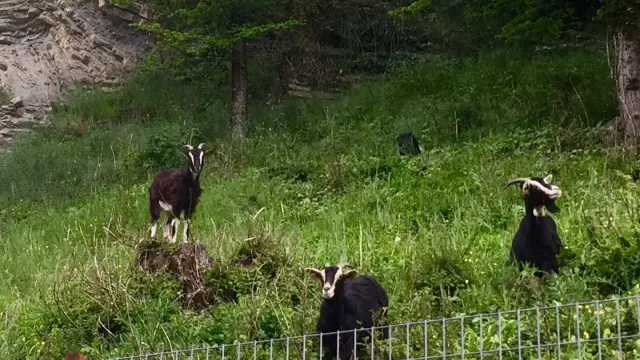 Las cabras de la ganadería de Ricardo Azón controlan la vegetación en Biescas.
