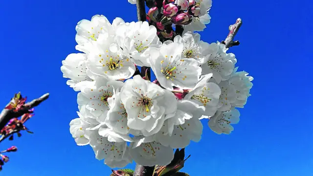 Los cerezos, en este caso en flor, son unos de los cultivos leñosos con gran importancia económica en la Comunidad.