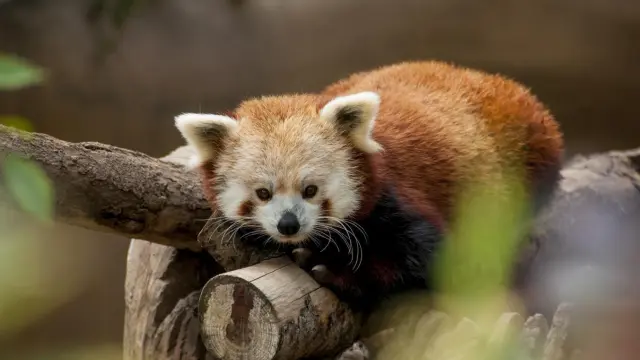 Entre las principales causas que amenazan al panda rojo se encuentra el tráfico de animales.