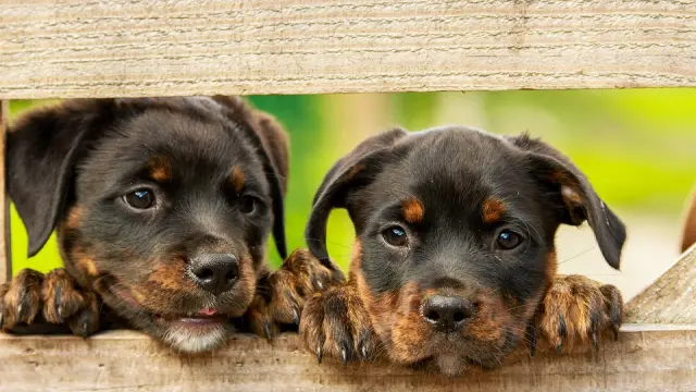 De los 104.000 perros que recogieron las protectoras en 2017, solo un 46% fueron adoptados.