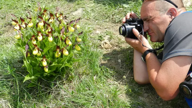 Un aficionado fotografiando un grupo de zapatitos de dama, 'Cypripedium calceolus'.