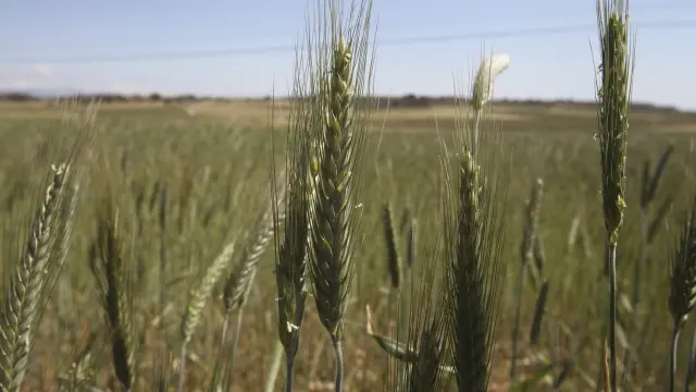 Campos de cereal en la provincia de Huesca
