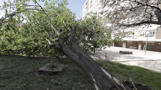 Una racha de viento ha derribado este árbol este miércoles en el barrio del Actur de Zaragoza