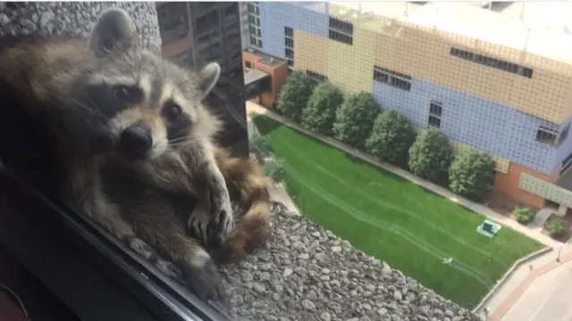 El mapache, atrapado en una ventana.