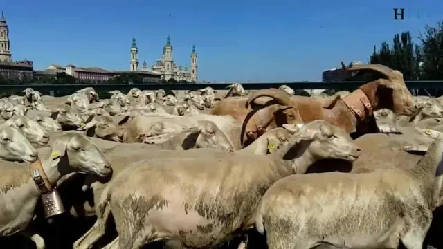 Unas 150 ovejas cambian el campo por el asfalto zaragozano
