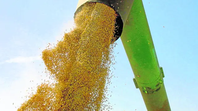 Recolección de cereal en una explotación de la Hoya de Huesca.