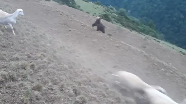Fotografía tomada por el ganadero del oso atacando su rebaño
