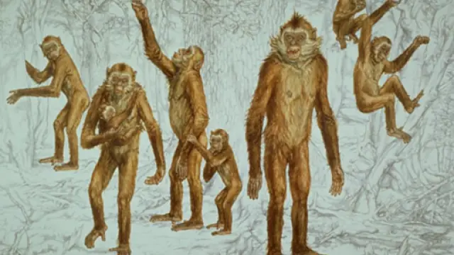 Recreación de un primate hominoideo del Mioceno