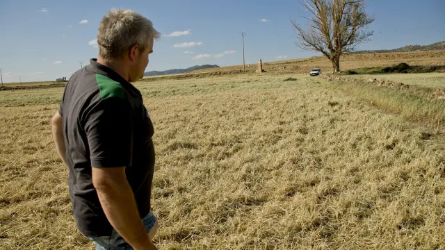 Un agricultor en su explotación de Gallocanta arrasa por el granizo