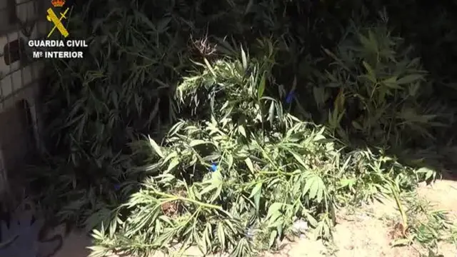 La Guardia Civil localiza más de 1900 plantas de marihuana en una vivienda de Gallur