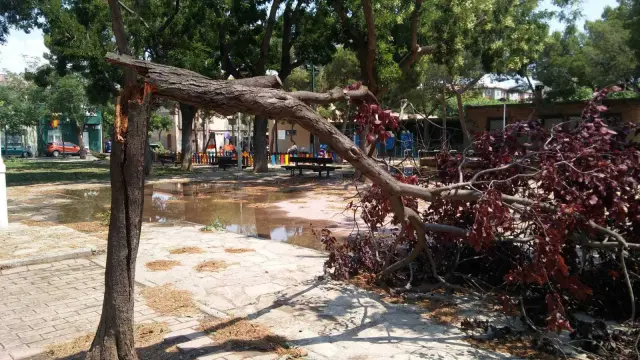 Un árbol dañado por la tormenta del 11 de julio.