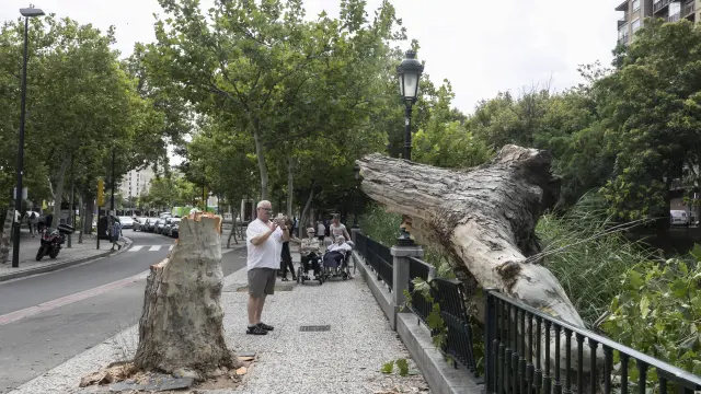 Varios vecinos observan y fotografían cómo se partió un árbol de gran porte en el paseo junto al Canal Imperial.