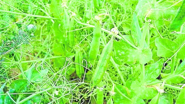 Cultivos de leguminosas en los campos aragoneses para su utilización como pienso.