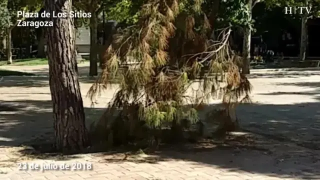 Decenas de árboles y ramas continúan en las calles dos semanas después de la gran tormenta