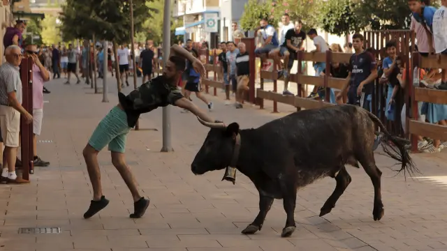Un joven hace un recorte a una de las vacas que ayer encorrieron a los uteberos por la avenida de Zaragoza.