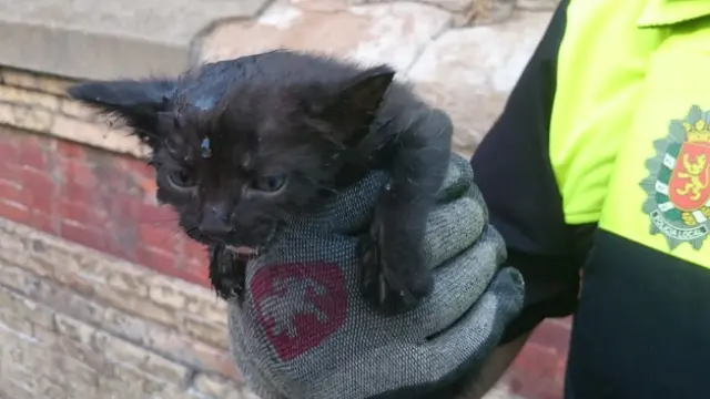 El agente sostiene con un guante al gato rescatado.