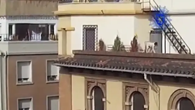 El perro caminaba sobre la cornisa de un edificio en el centro de Zaragoza.