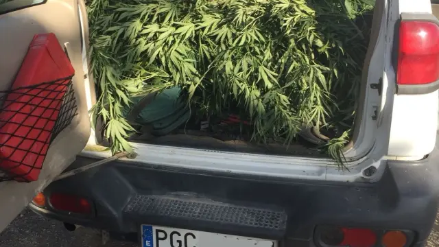 Plantas de marihuana intervenidas en la Hoya de Huesca