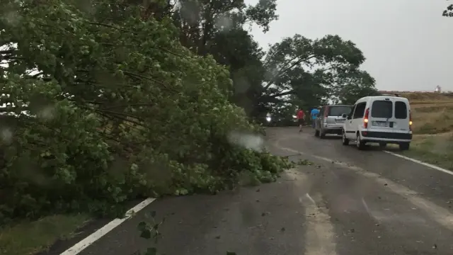 La caída de árboles ha cortada la carretera entre Grañén y Robres
